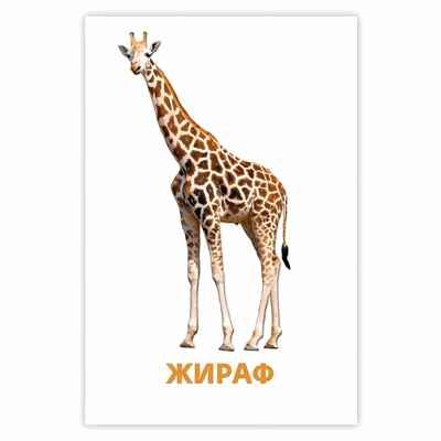 Дикие животные. Развивающие карточки, производитель Проф-Пресс , ISBN 467-0-15905-280-7 № 2