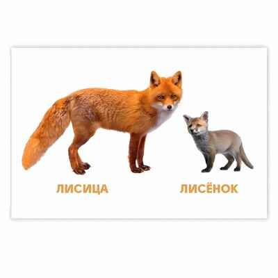 Мамы и детки. Развивающие карточки, производитель Проф-Пресс , ISBN 467-0-15905-286-9 № 4