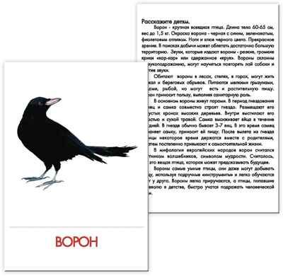 Дидактические карточки "Птицы наших лесов"  (в пакете), производитель Маленький Гений-Пресс , ISBN 460-7-05409-192-1 № 3