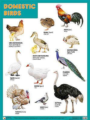 DOMESTIC BIRDS (Домашние птицы), плакат 45х60, производитель МОЗАИКА-СИНТЕЗ , ISBN 978-5-43150-955-1 № 1