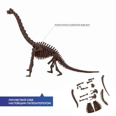 Раскопай скелет. Брахиозавр, арт. 00-03237, производитель 4М, ISBN 489-3-15603-237-9 № 5