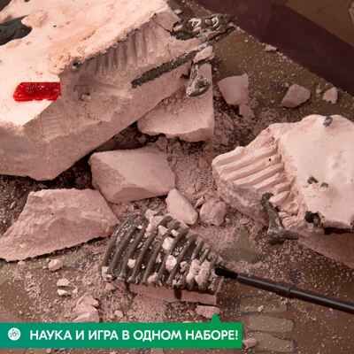 Раскопай скелет. Трицератопс, арт. 00-03228, производитель 4М, ISBN 489-3-15603-228-7 № 4