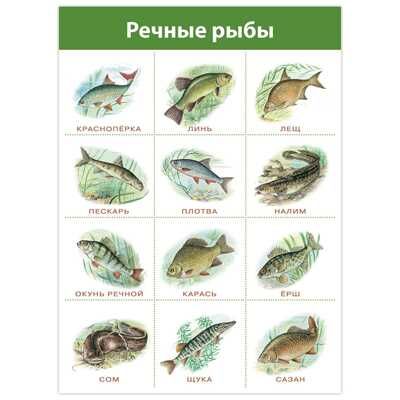 Комплект плакатов. Живая природа, арт. 4019, производитель Дрофа-медиа, ISBN 460-7-14740-130-9 № 3
