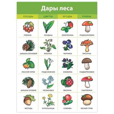 Комплект плакатов. Живая природа, арт. 4019, производитель Дрофа-медиа, ISBN 460-7-14740-130-9 № 4