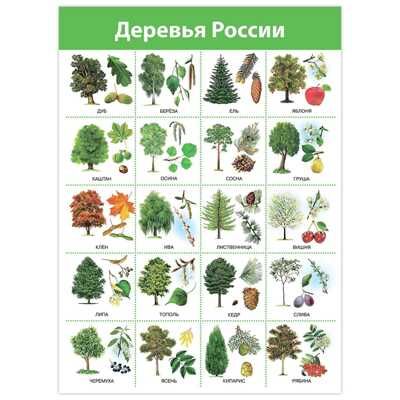Комплект плакатов. Живая природа, арт. 4019, производитель Дрофа-медиа, ISBN 460-7-14740-130-9 № 5