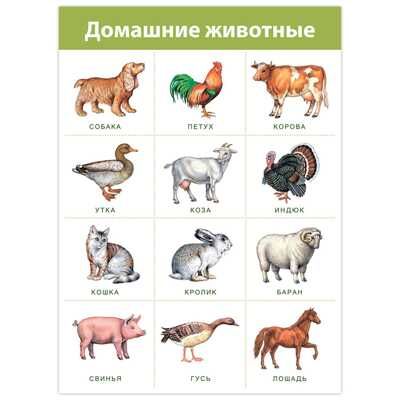 Комплект плакатов. Живая природа, арт. 4019, производитель Дрофа-медиа, ISBN 460-7-14740-130-9 № 6
