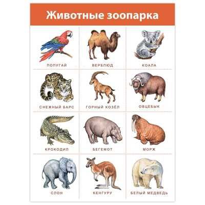 Комплект плакатов. Живая природа, арт. 4019, производитель Дрофа-медиа, ISBN 460-7-14740-130-9 № 7