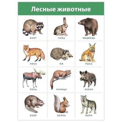 Комплект плакатов. Живая природа, арт. 4019, производитель Дрофа-медиа, ISBN 460-7-14740-130-9 № 8