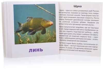 Умный малыш. Пресноводные рыбы. Набор карточек для детей. Малунова М.В. IQ-малыш, производитель Айрис-пресс , ISBN 978-5-81126-505-3 № 2