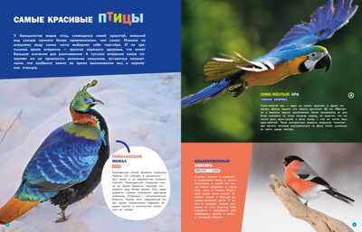 Птицы. Энциклопедии c фото и видео приложениями, производитель Стрекоза , ISBN 978-5-99514-682-7 № 4