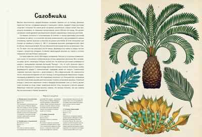 Ботаникум. Уиллис К. Энциклопедии, производитель Махаон , ISBN 978-5-38911-596-5 № 2