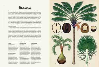 Ботаникум. Уиллис К. Энциклопедии, производитель Махаон , ISBN 978-5-38911-596-5 № 3
