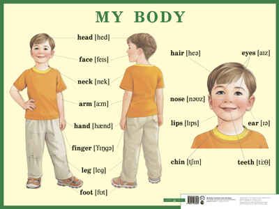 Строение тела человека. My body. Наглядное пособие по английскому языку для начальной школы. Наглядные пособия. Плакаты, производитель Айрис-пресс , ISBN 978-5-81123-846-0 № 1