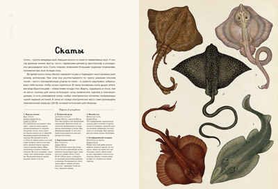 Анималиум. Энциклопедии, производитель Махаон , ISBN 978-5-38907-499-6 № 5