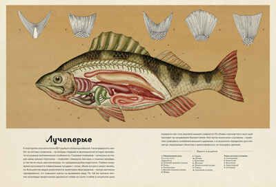 Анималиум. Энциклопедии, производитель Махаон , ISBN 978-5-38907-499-6 № 6