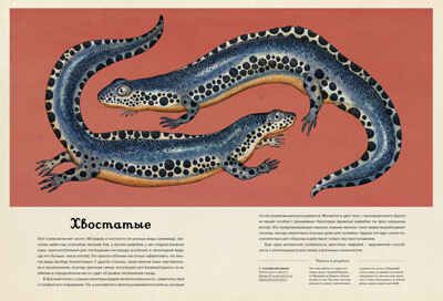 Анималиум. Энциклопедии, производитель Махаон , ISBN 978-5-38907-499-6 № 8