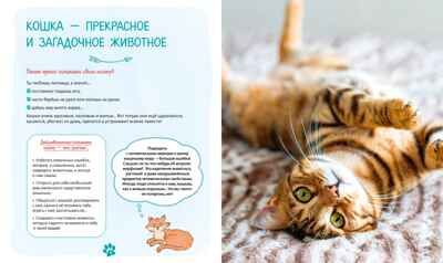 Я и моя кошка. Как понять питомца и стать ему другом, производитель Махаон , ISBN 978-5-38927-503-4 № 3
