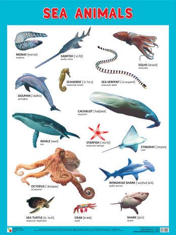SEA ANIMALS (Морские обитатели), плакат 45х60, производитель МОЗАИКА-СИНТЕЗ , ISBN 978-5-43151-009-0 № 1