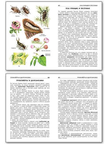 Насекомые, пауки, многоножки. Школьный словарик, производитель Вако , ISBN 978-5-40806-625-4 № 3