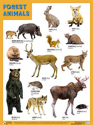 FOREST ANIMALS (Лесные обитатели), плакат 45х60, производитель МОЗАИКА-СИНТЕЗ , ISBN 978-5-43150-864-6 № 1