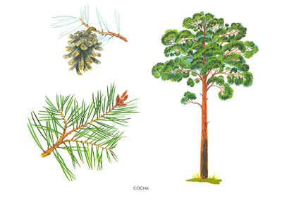 Деревья и листья, производитель МОЗАИКА-СИНТЕЗ , ISBN 978-5-86775-130-2 № 1