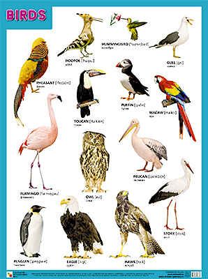 BIRDS (Птицы), плакат 45х60, производитель МОЗАИКА-СИНТЕЗ , ISBN 978-5-43150-865-3 № 1