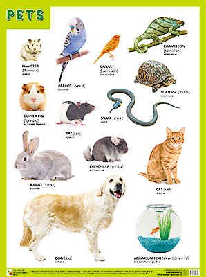PETS (Домашние питомцы), плакат 45х60, производитель МОЗАИКА-СИНТЕЗ , ISBN 978-5-43150-862-2 № 1